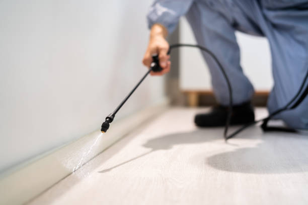 Licensed Wasp Removal service in Madison, MN - Show Me Pest Control