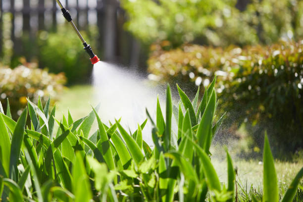 24/7 Emergency Wasp Removal experts in Madison, MN